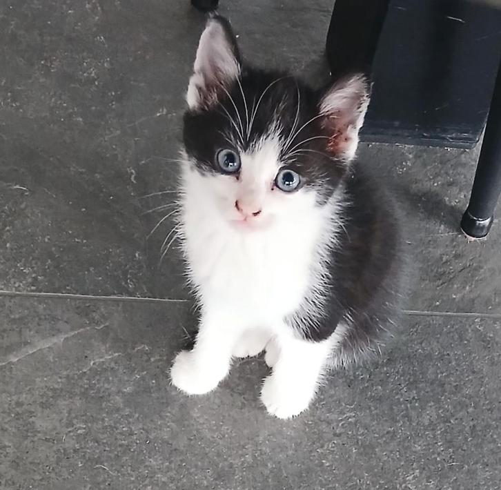 Lieve boerderij kittens!, Dieren en Toebehoren, Katten en Kittens | Raskatten | Korthaar, Meerdere dieren, 0 tot 2 jaar