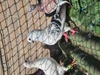duiven te koop In totaal kost één stuk 20€, Dieren en Toebehoren, Meerdere dieren, Overige soorten