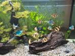 Groep sumatraan, Dieren en Toebehoren, Vissen | Aquariumvissen, Vis