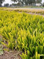Trachycarpus fortunei zaailingen - Chinese Waaierpalm, Ophalen of Verzenden