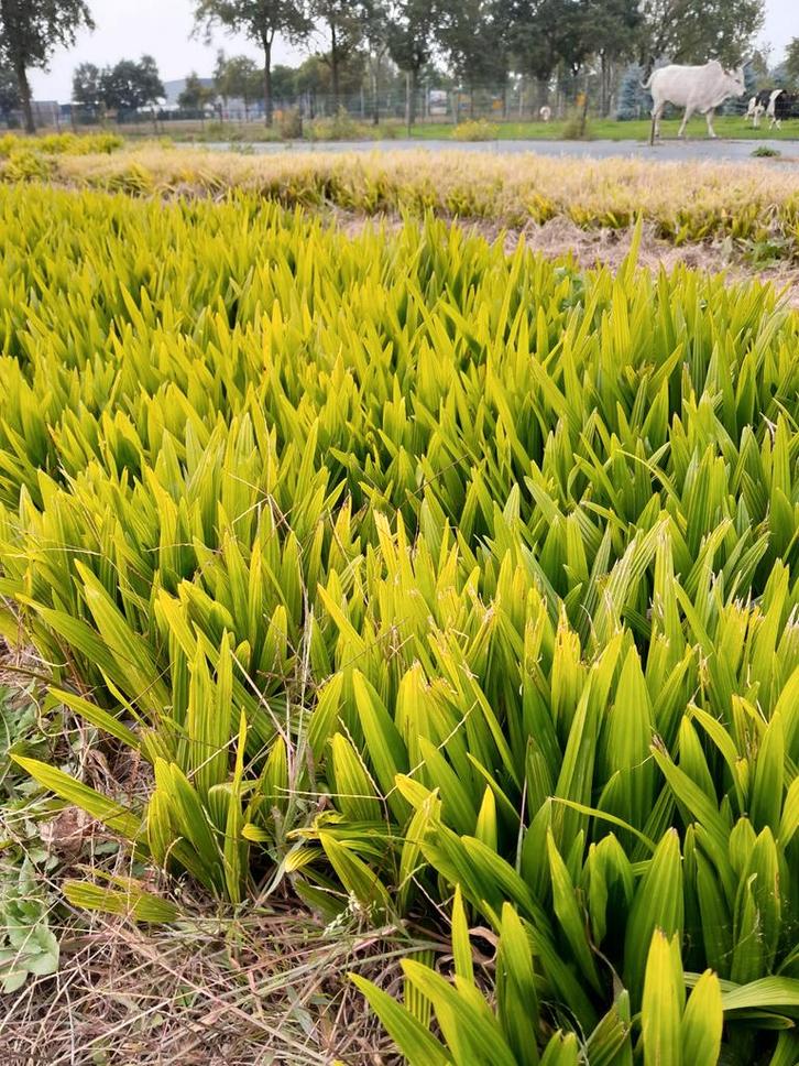 Trachycarpus fortunei zaailingen - Chinese Waaierpalm, Tuin en Terras, Planten | Tuinplanten, Ophalen of Verzenden