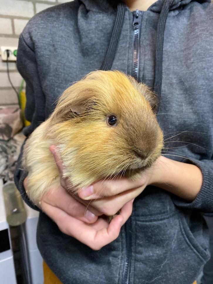 2 lieve caviabroertjes, Dieren en Toebehoren, Knaagdieren, Mannelijk, Cavia, Oktober, Tam