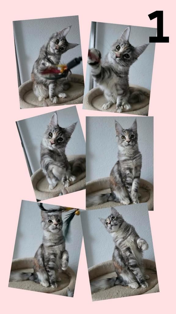 Prachtige Maine Coon Kittens – Sociaal & Gezond, Dieren en Toebehoren, Katten en Kittens | Dekkaters