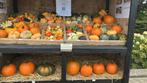 Pompoenen en Kalebassen te koop, Ophalen, Nieuw