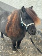 Mini stamboek shetlander te koop!, Dieren en Toebehoren, Pony's, Ruin, Met stamboom, 7 tot 10 jaar