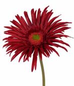 GERBERA - KUNST - ROOD