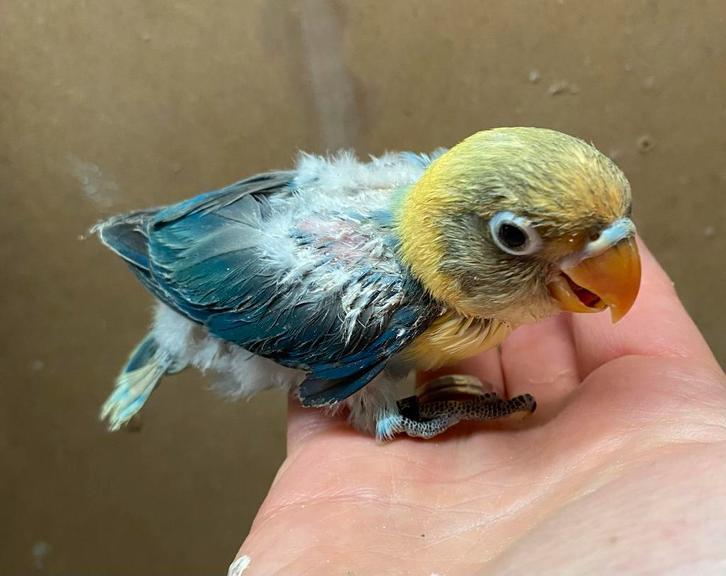 Jonge Turquoise Agapornis fischeri dwergpapegaai, Dieren en Toebehoren, Vogels | Parkieten en Papegaaien, Dwergpapegaai of Agapornis