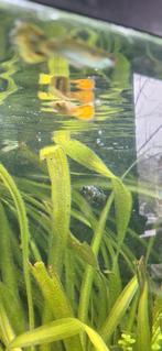 Guppen gratis, Dieren en Toebehoren, Vis