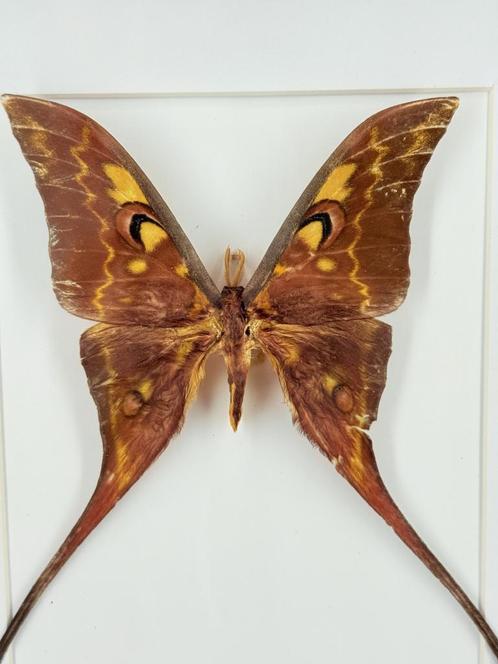 Maanvlinder in lijst - Wildernis Atelier, Verzamelen, Dierenverzamelingen, Nieuw, Opgezet dier, Ophalen of Verzenden
