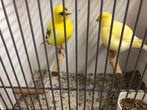 Koppel fife fancy en enkele mannen, Dieren en Toebehoren, Vogels | Kanaries, Meerdere dieren, Postuurkanarie