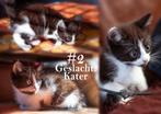 kitten, Kater, Kortharig, 0 tot 2 jaar