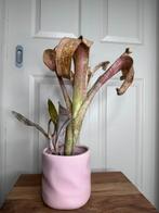 Billbergia sp, Ophalen of Verzenden, Overige soorten, Minder dan 100 cm
