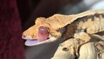 Jonge wimpergekko zoekt nieuw huisje, Dieren en Toebehoren, Hagedis, Tam, 0 tot 2 jaar