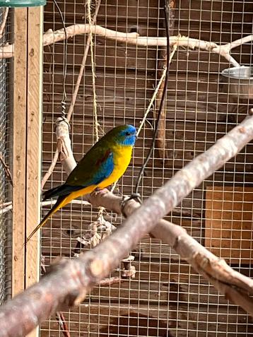 Turquoisine (geelbuik) en Bourke parkieten (wildkleur) beschikbaar voor biedingen