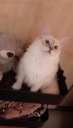 Ragdoll dekkater lilac stamboom en getest NIET TE KOOP