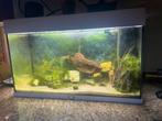 Aquarium Juwel Rio 80 cm, Dieren en Toebehoren, Ophalen, Gebruikt, Leeg aquarium