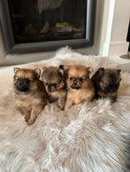Pomeriaan pups, 8 tot 15 weken, Meerdere, Meerdere dieren, Nederland