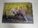 Legpuzzel otter, Ophalen of Verzenden, 500 t/m 1500 stukjes, Nieuw, Legpuzzel