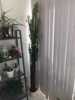 cactus, Huis en Inrichting, Kamerplanten, Cactus, 150 tot 200 cm, Volle zon, Ophalen