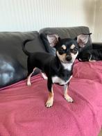heel mooie chihuahua, Dieren en Toebehoren, 15 weken tot 1 jaar, Reu, Eén hond, Chihuahua