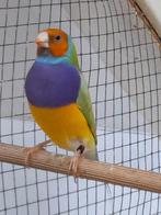 Split Lutino (roodoog) gouldamadine, Dieren en Toebehoren, Vogels | Overige Vogels, Meerdere dieren, Tropenvogel