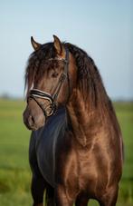 Gezocht: bijrijder voor PRE hengst