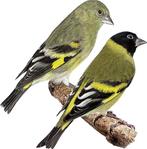 Gevraagd meeredere Kanaries, Tropen en Kromsnavels, Dieren en Toebehoren, Meerdere dieren, Tropenvogel