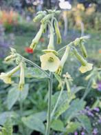 Nicotiana langsdorfii mix zaden, Ophalen of Verzenden, Volle zon