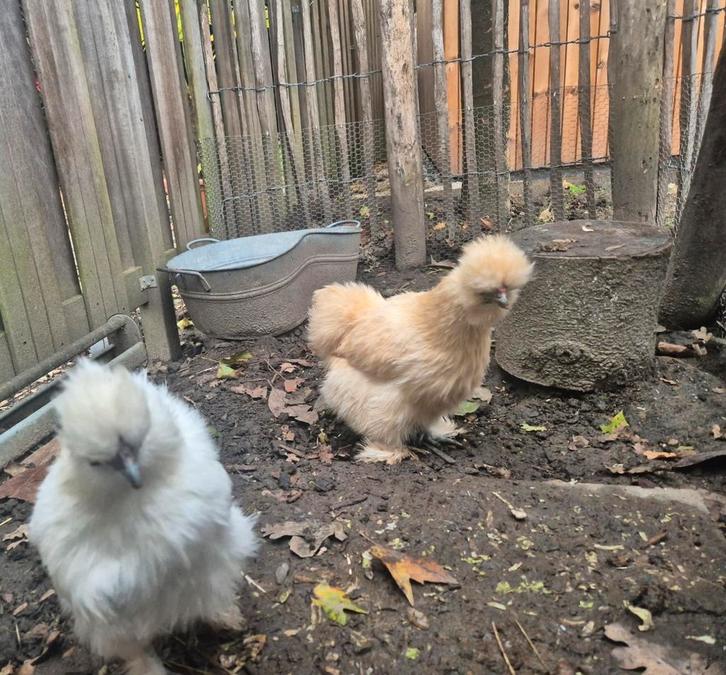Zijdehoen kipjes met hok en toebehoren, Dieren en Toebehoren, Pluimvee, Kip, Vrouwelijk