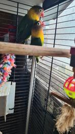 Agapornis personata, Dieren en Toebehoren, Vrouwelijk, Dwergpapegaai of Agapornis, Geringd