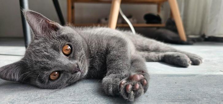Britse korthaar kittens (Nog maar 1 poesje over!!), Dieren en Toebehoren, Katten en Kittens | Raskatten | Korthaar, Meerdere dieren
