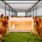 Broedkooi opfokhok voor kuikens, Meerdere dieren, Kip