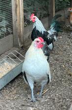 2x Hollandse Kriel Haan, Dieren en Toebehoren, Pluimvee, Mannelijk, Kip