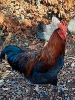 Jonge hanen zoeken mooie ruime scharrelplek!, Dieren en Toebehoren, Pluimvee, Mannelijk, Kip