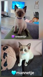 Siamees/snowbengaal kittens, Dieren en Toebehoren, Katten en Kittens | Raskatten | Korthaar, Geslacht onbekend, Ontwormd, 0 tot 2 jaar