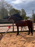 super gave goed bewegende ruin Livius x Hispano LXVI, Dieren en Toebehoren, Paarden, Gechipt, Ruin, Niet van toepassing, Dressuurpaard