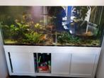 groot aquarium 1.75 m bij 0.70 bij 0.70, Dieren en Toebehoren, Vissen | Aquaria en Toebehoren, Ophalen, Zo goed als nieuw, Leeg aquarium