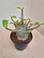 Adenium Baobab p12 (H), Ophalen of Verzenden, Overige soorten, Minder dan 100 cm