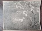 Piet Pijnenburg Foto Bloemen - Vintage, Antiek en Kunst, Ophalen of Verzenden