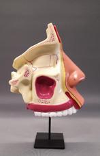 Anatomisch model schedel deel mens, Antiek en Kunst, Ophalen of Verzenden