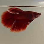 Betta splendens man 53, Dieren en Toebehoren, Vis