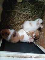 jonge konijnen, Dieren en Toebehoren, Konijnen, Meerdere dieren, Middelgroot, 0 tot 2 jaar