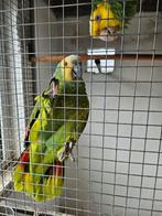2 amazone papagaaien te koop., Dieren en Toebehoren, Vogels | Parkieten en Papegaaien, Meerdere dieren, Papegaai