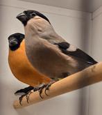 Mooi koppeltje Europese (kleine) Goudvinken, Dieren en Toebehoren, Meerdere dieren, Geringd