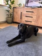 Lieve, slimme hond Lana zoekt een nieuw huis. Nog geen jaar, Dieren en Toebehoren, 15 weken tot 1 jaar, Teef, Rabiës (hondsdolheid)