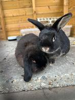 Vakantie opvang konijnen, Meerdere dieren