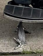 Zijstandaard harley big twin “ the gator “, Ophalen of Verzenden