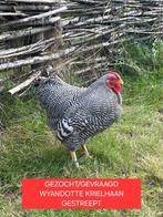 GEVRAAGD WYANDOTE HAAN GESTREEPT, Dieren en Toebehoren, Mannelijk, Kip