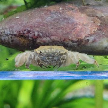 Potamocypoda pugil beschikbaar voor biedingen