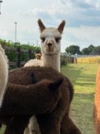 Alpaca veulens met bijzondere kleuren, Juni, Meerdere dieren